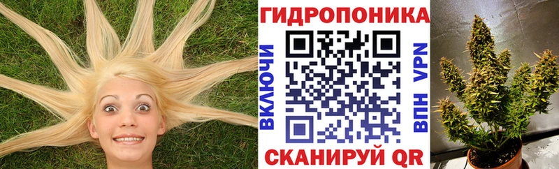 Купить где  Сланцы  Бошки марихуана OG Kush 